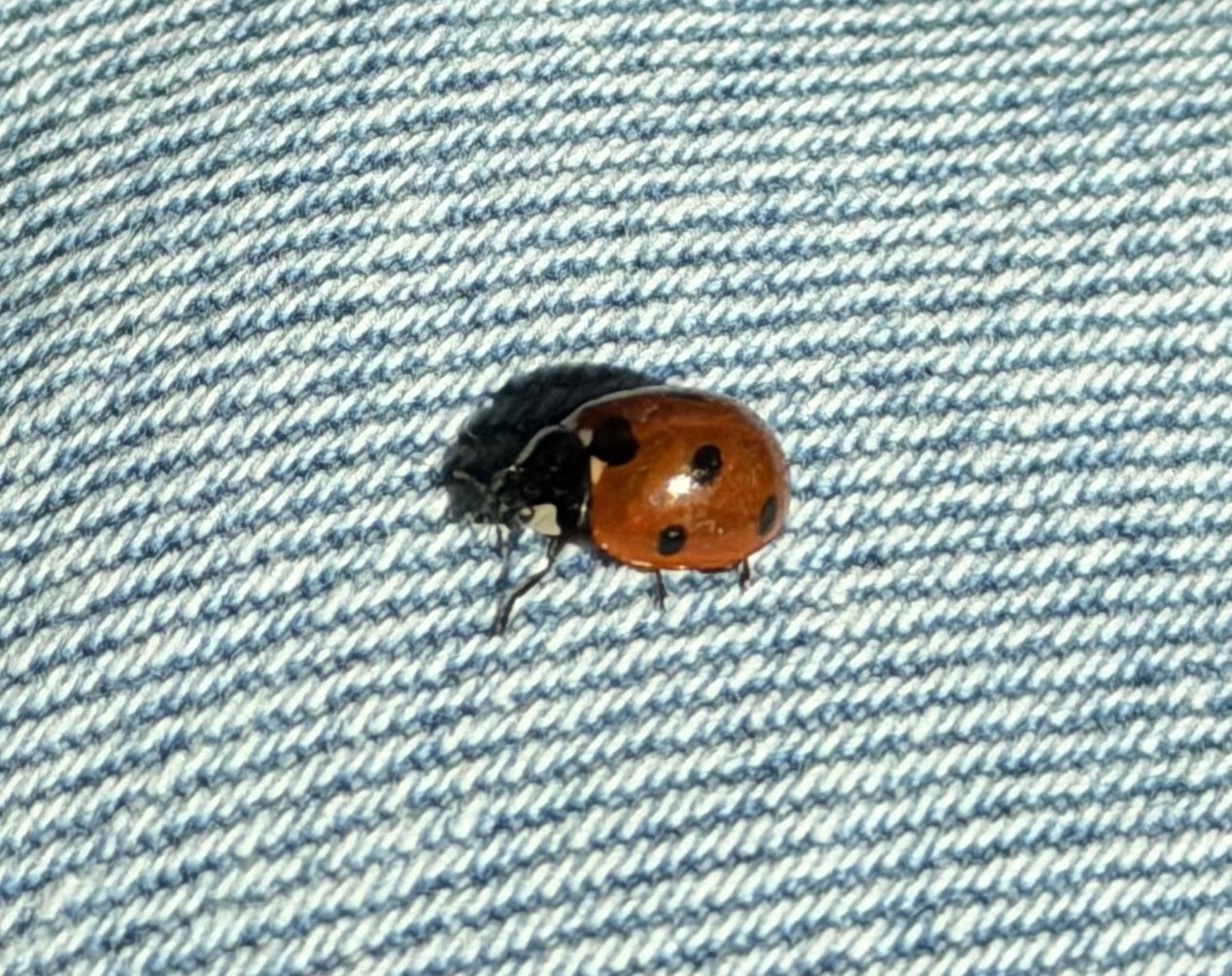 Ladybug on textured denim